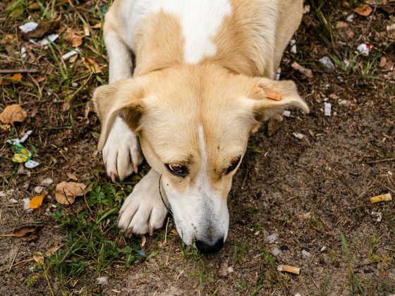 Pesquisa investiga como os animais prosperam em um ambiente hostil (Foto: Unsplash)