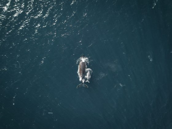 Embora o estudo não tenha chegado a conclusões definitivas sobre as circunstâncias que levaram à morte do animal, ele representa uma oportunidade rara de aprendizado sobre a baleia mais enigmática do mundo, ao mesmo tempo que reforça a importância de unir ciência e respeito às tradições culturais (Foto: Unsplash)