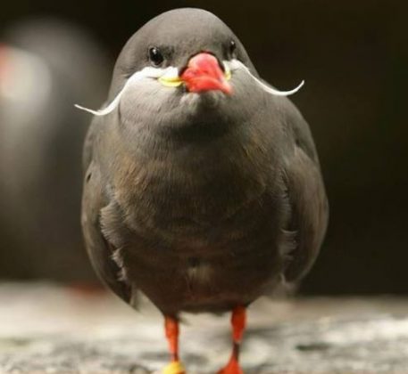 Seu "bigode" é formado por penas longas nas laterais do bico. (Imagem: reprodução instagram)