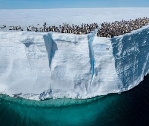 Os filhotes de pinguins saltam de penhascos de 15 metros para amadurecer. (Imagem: reprodução instagram @/bertiegregory)