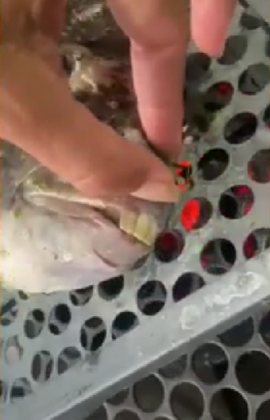 "A curiosidade em torno do peixe levou a turista Paula Moreira a gravar um vídeo." (imagem: reprodução instagram)