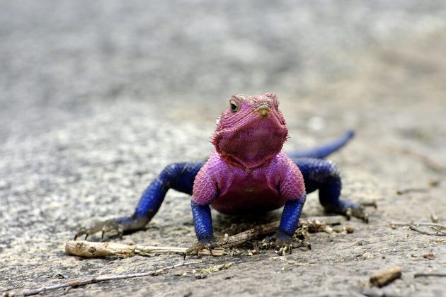 Agama-de-Cabeça-Vermelha: descubra curiosidades sobre esse fascinante lagarto (Foto: hamon jp, via Wikimedia Commons)