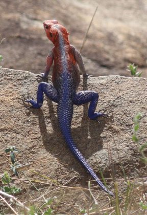 Essa espécie é carnívora e se alimenta de invertebrados, lagartos e sapos. É um forrageador ativo, procurando alimento constantemente (Foto: Jan Ebr, via Wikimedia Commons)