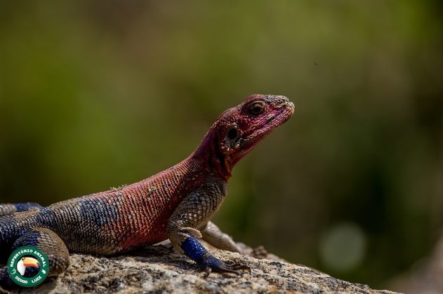 Hábil em escalar, o lagarto pode subir troncos, muros e até rochas. Embora não tenha veneno, pode morder ou arranhar (Foto: Diogo Luiz, via Wikimedia Commons)