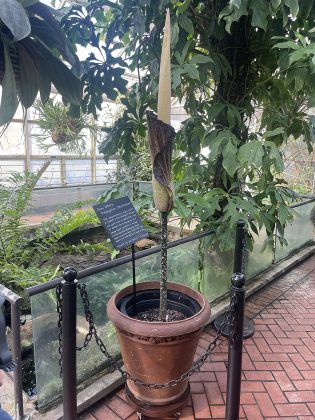 Nos jardins botânicos, duas espécies se destacam. Em Nova York, a atração foi a Amorphophallus gigas (Foto: Wil540 art, via Wikimedia Commons)