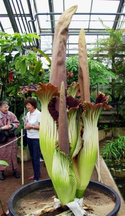 Já em Sydney, a estrela foi a Amorphophallus titanum, mais conhecida como "flor-cadáver" (Foto: Raimond Spekking)