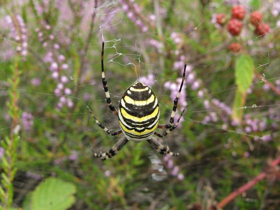 Usando microscópios eletrônicos de alta resolução, os cientistas identificaram milhares dessas sensilas nas patas de machos adultos da espécie Argiope bruennichi, conhecidas por sua capacidade de captar odores transportados pelo ar (Foto: Adrian Tync, via Wikimedia Commons)