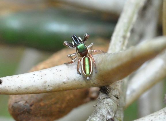 Nativa das florestas da América Central e do México, essa aranha saltadora se alimenta principalmente de plantas (Foto: Maximilian Paradiz, via Wikimedia Commons)