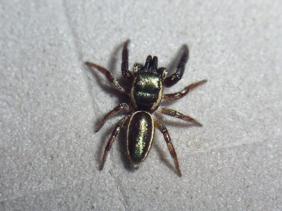 Porém, para alcançar sua refeição, a aranha precisa lidar com formigas agressivas que também se alimentam desses corpos, criando uma grande competição. Essas formigas são protetoras das plantas e atacam qualquer invasor (Foto: Wayne Maddison, via Wikimedia Commons)