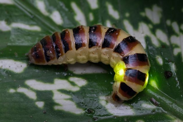 No começo da vida, os vaga-lumes usam essa luz para se proteger de predadores ou até para atrair suas presas (Foto: Basile Morin, via Wikimedia Commons)