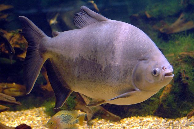 Ele foi internado no início da semana após engolir uma espinha de peixe tambaqui, que perfurou seu intestino grosso (Foto: Tino Strauss, via Wikimedia Commons)