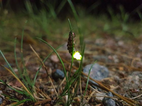 Já imaginou de onde vem a luz mágica dos vaga-lumes? Esse brilho fascinante é fruto de um processo natural chamado bioluminescência (Foto: Forza, via Wikimedia Commons)