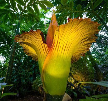 Turistas se reúnem para assistir ao desabrochar das flores-cadáver, que têm cheiro de carne podre (Foto: Richard J. Rehman, via Wikimedia Commons)