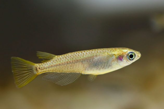 De acordo com o professor Yuki Kondo, as taxas de fertilização eram um mistério até o estudo. Nos primeiros três acasalamentos, mais de 50% dos espermatozoides são liberados, com uma taxa de fertilização quase 100% (Foto: Kotaro Negawa, CC BY-SA 3.0, via Wikimedia Commons)