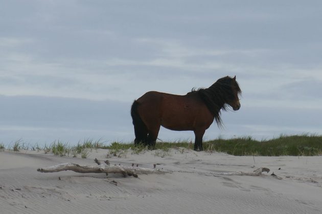 Com pouca presença humana, a ilha permanece um lugar inexplorado para muitos. Esses cavalos são descendentes dos animais abandonados pelos Acadianos no século XIX (Foto: Paul Gierszewski, via Wikimedia Commons)