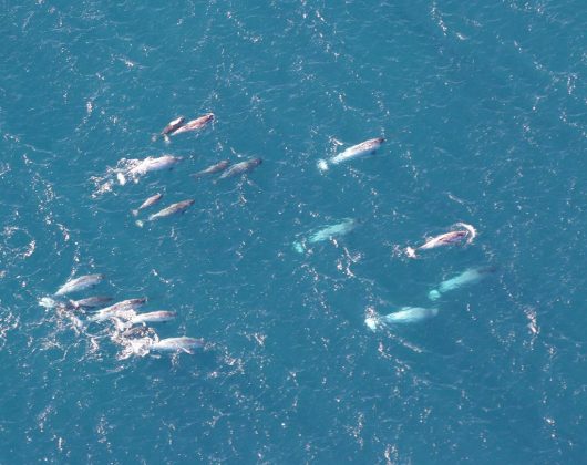 Estudos revelam que o dente tem terminações nervosas sensíveis, sugerindo que pode ser um órgão sensorial, ajudando o narval a detectar mudanças no ambiente, como temperatura e salinidade (Foto: Dr. Kristin Laidre, Polar Science Center, UW NOAA/OAR/OER, Public domain, via Wikimedia Commons)