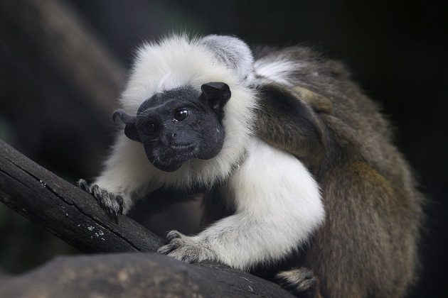 O sauim-de-coleira é um pequeno sagui que habita uma área de apenas 7,5 mil km² no Amazonas. Seu nome vem de uma faixa branca de penugem no pescoço, formando uma "coleira" característica (Foto: Agência Brasília, via Wikimedia Commons)