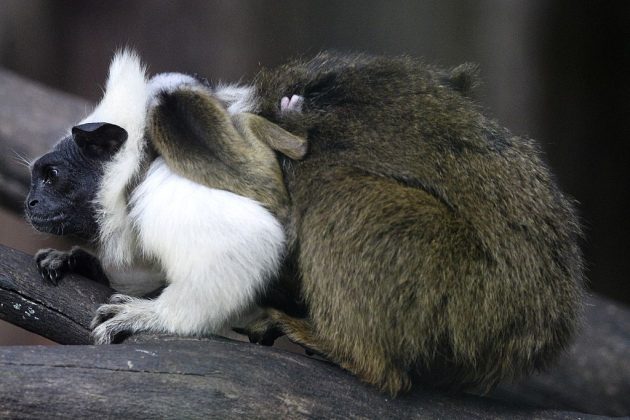 Hoje, estima-se que ainda existam mais de 45 mil sauins-de-coleira, mas eles perdem mais de 250 km² de habitat por ano devido ao desmatamento e à ocupação do sagui-de-mãos-amarelas. Isso coloca a espécie em sério risco de extinção (Foto: Agência Brasília, via Wikimedia Commons)