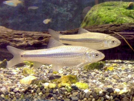 Contudo, a eficiência cai após a décima cópula, com alguns casos de não fertilização (Foto: KKPCW, CC BY-SA 4.0, via Wikimedia Commons)