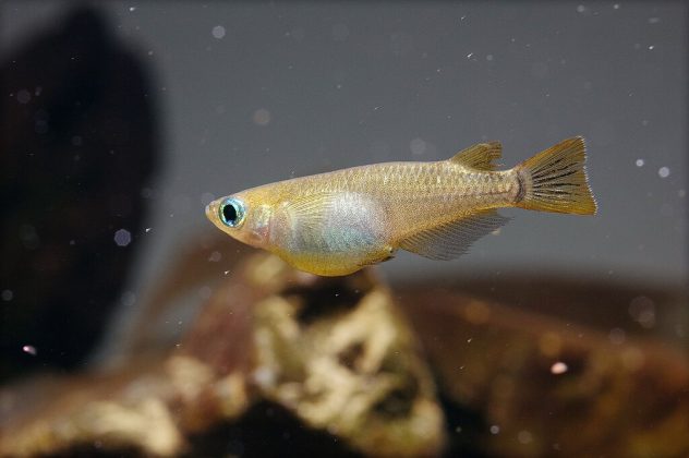 Realizado por pesquisadores da Universidade Metropolitana de Osaka, no Japão, e publicado na revista Royal Society Open Science, o estudo mostra a capacidade surpreendente desses peixes, que liberam ovos e esperma na água para fertilização (Foto: Seotaro, CC BY-SA 3.0, via Wikimedia Commons)