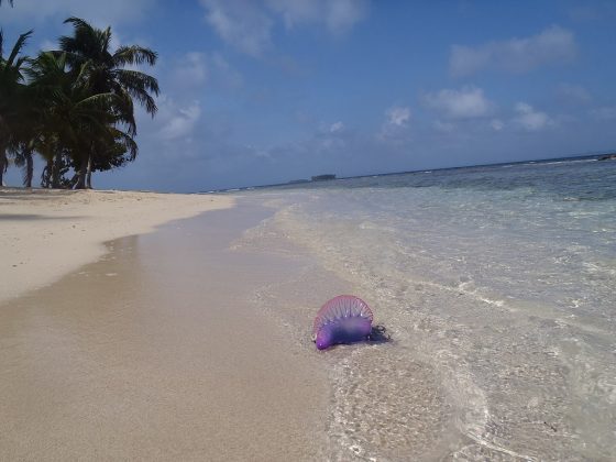 Praia do Francês, em Marechal Deodoro, Alagoas (Foto Ilustrativa: Andrespuche, via Wikimedia Commons)