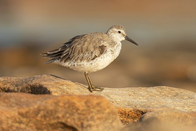 Os resultados indicam que o aquecimento forçou as aves a desenvolver corpos menores e bicos maiores, o que, por sua vez, as ajuda a dissipar o calor de maneira mais eficiente (Foto: JJ Harrison (https://www.jjharrison.com.au/), CC BY-SA 4.0, via Wikimedia Commons)