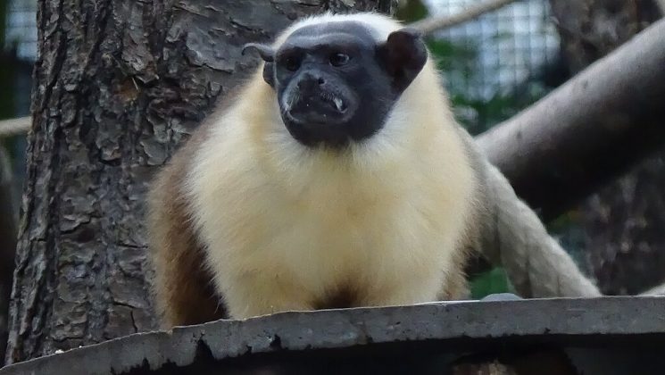 Essa espécie enfrenta a concorrência do sagui-de-mãos-amarelas. Ambos compartilham territórios de vegetação original e urbana (Foto: Cedricguppy - Loury Cédric, via Wikimedia Commons)