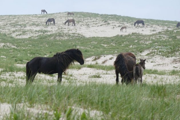 No Canadá, existe uma misteriosa ilha habitada por cavalos selvagens (Foto: Paul Gierszewski, via Wikimedia Commons)