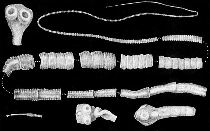 O que muitos não sabem é que os ovos da tênia podem migrar para outras partes do corpo, desde os pés até o cérebro. Uma vez no corpo, os ovos podem se calcificar, tornando-se inofensivos e inviáveis ao longo do tempo (Foto: Delorieux for Johann Gottfried Bremser, Public domain, via Wikimedia Commons)