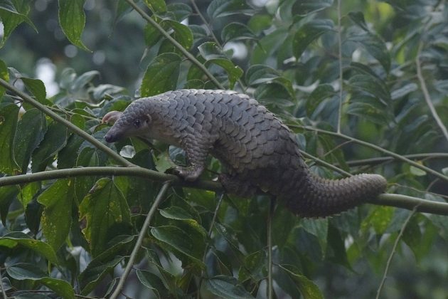 Espécies de insetos, aves e anfíbios desdentados são comuns, mas entre os mamíferos, os banguelas são raros. Esses animais se adaptaram ao longo da evolução, desenvolvendo métodos alternativos para caçar e digerir suas presas (Foto: Frendi Apen Irawan, via Wikimedia Commons)