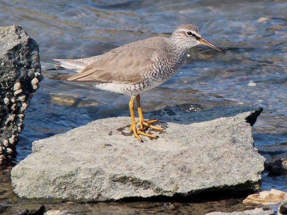 Dois estudos da Universidade Deakin, liderados pela pesquisadora Sara Ryding, pelo professor Matthew Symonds e pela doutoranda Alexandra McQueen, acompanharam mais de 100 espécies de aves (Foto: Alpsdake, CC BY-SA 3.0, via Wikimedia Commons)