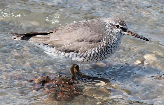 Pesquisas recentes revelam que o aquecimento climático está alterando a forma física das aves australianas (Foto: Alpsdake, CC BY-SA 3.0, via Wikimedia Commons)