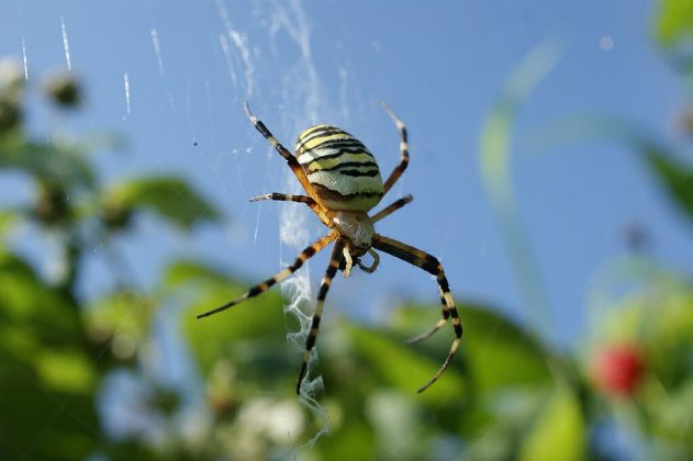 Um estudo publicado no periódico PNAS revelou que aranhas detectam odores, como feromônios sexuais, por meio de estruturas chamadas “sensilas de poro de parede”, localizadas em suas patas (Foto: Lukaszw80, via Wikimedia Commons)