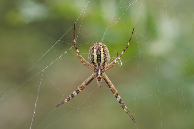 A descoberta das sensilas resolve uma antiga dúvida científica sobre a capacidade olfativa das aranhas, pois acreditava-se que elas não possuíam estruturas similares às antenas dos insetos (Foto: Charles J. Sharp, via Wikimedia Commons)