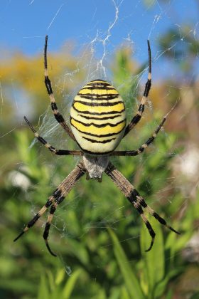 A pesquisa também identificou estruturas complementares, chamadas “sensilas de ponta de poro”, que estão na parte inferior das patas e ampliam a percepção olfativa das aranhas (Foto: Holger Krisp, via Wikimedia Commons)