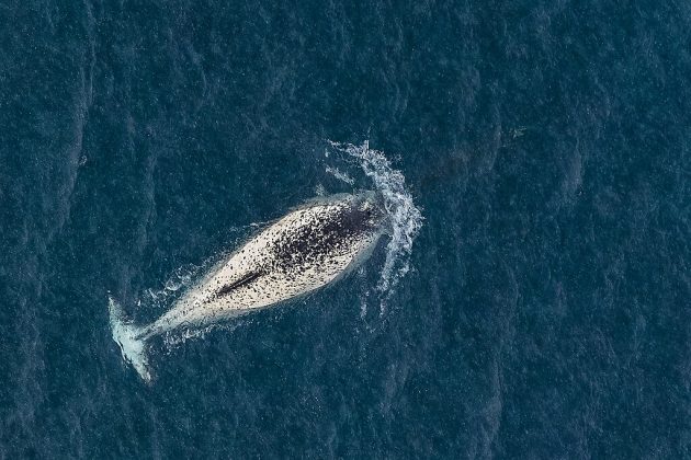 Pertencente à família da beluga, o narval mergulha a mais de 1500 metros de profundidade, onde pode permanecer por até 25 minutos. Ele se alimenta de linguado da Groenlândia, camarões e bacalhau polar (Foto: пресс-служба ПАО "Газпром нефть", CC BY-SA 4.0 , via Wikimedia Commons)