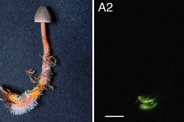 Embora o Mycena crocata já fosse catalogado, sua bioluminescência nunca havia sido documentada (Foto: X)