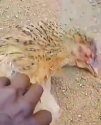 "Ao pressionarem os corpos das aves, elas teriam liberado chamas pela boca." (Imagem: reprodução Instagram)