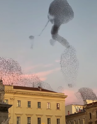 "As aves formam figuras no céu com movimentos sincronizados e fluidos." (imagem: reprodução Instagram)