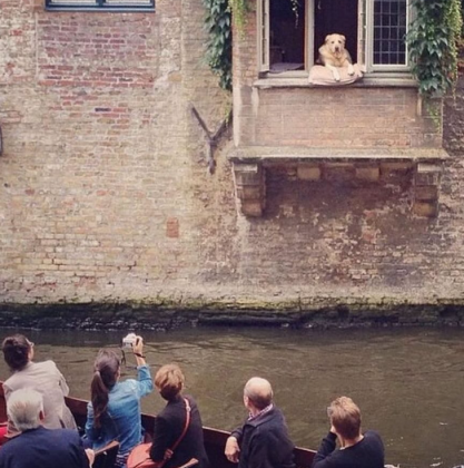 "Sem planejar, tornou-se um dos cães mais fotografados do planeta, marcando presença nas memórias de milhões de turistas." (imagem: reprodução Instagram)