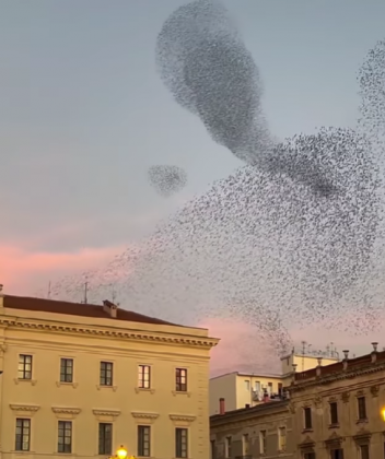 "A murmuração ocorre principalmente ao entardecer." (imagem: reprodução Instagram)