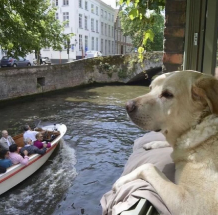 "Fidéle foi um cachorro que, durante mais de dez anos, descansou tranquilamente em uma janela à margem do canal Côté, em Bruges, na Bélgica." (imagem: reprodução Instagram)