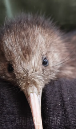 "O ovo gigante do kiwi se tornou um dos mistérios fascinantes da fauna mundial." (Imagem: reprodução Instagram)