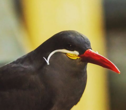 A sterna inca é uma ave marinha da América do Sul. (Imagem: reprodução instagram)