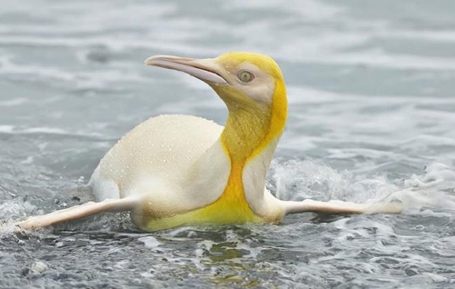 Avistar um pinguim com essa coloração tão incomum foi uma experiência inesquecível. (imagem: reprodução instagram / @yves_adams)