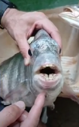 "Recentemente, um peixe com dentes semelhantes aos de humanos foi capturado em Anchieta, no Sul do Espírito Santo." (imagem: reprodução instagram)