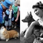 Ao longo de sua vida, a rainha criou uma relação especial com seus corgis, iniciada aos 18 anos com Susan, seu primeiro cão da raça (Foto: X)