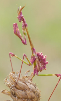 "Ele usa sua camuflagem para se misturar com flores e galhos." (Imagem: reprodução Instagram / @malbafont_macrophotography)