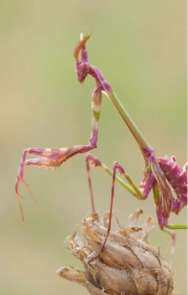 "O Louva-a-Deus Conehead combina beleza exótica e estratégia eficaz." (Imagem: reprodução Instagram / @malbafont_macrophotography)