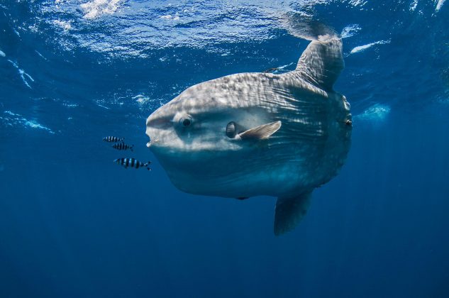 Esse episódio, além de curioso, levanta reflexões sobre as necessidades emocionais dos animais mantidos em cativeiro e a importância de compreender seu comportamento para oferecer condições que promovam saúde e qualidade de vida (Foto:X)